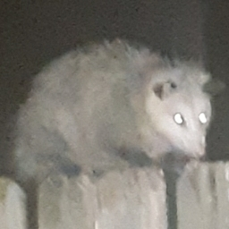 Rat Kingdom Discord Server Logo