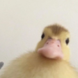 Duckie's server Discord Server Logo