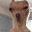 Dog Crib Discord Server Logo