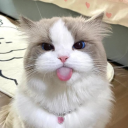 kitty 🐈 Discord Server Logo