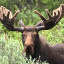 Moose’s Gaming Community Discord Server Logo