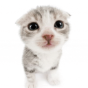 the cat cord Discord Server Logo