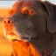 Kenneth Discord Server Logo