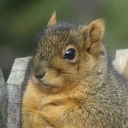geraldino's squirrel cult Discord Server Logo
