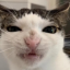 cats being cats Discord Server Logo