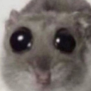 Kaczka Discord Server Logo