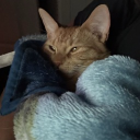 Meeeeeeeeeeeeeeeeeeow Discord Server Logo
