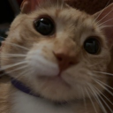 Meeeeeeeeeeeeeeeeeeow Discord Server Logo