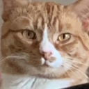 meow meow Discord Server Logo