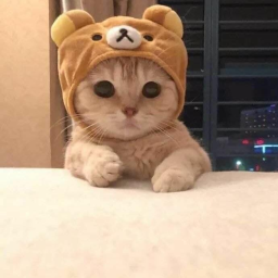 Cat PvP Discord Server Logo