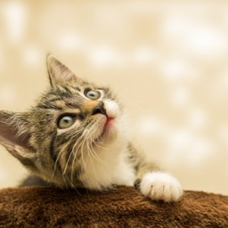Apatitho's E-kitten's Discord Server Logo