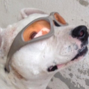 Poshy's Basement Discord Server Logo