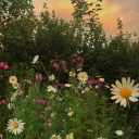 flynn’s fae ring 🌿 Discord Server Logo