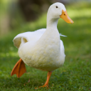 quack Discord Server Logo