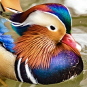quack Discord Server Logo