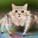 CatSpide🐈 Discord Server Logo