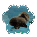 The Silly Aquarium ! Discord Server Logo