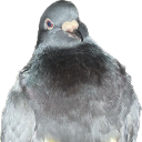 The Pigeon SMP Discord Server Logo
