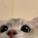 meowie Discord Server Logo