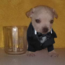 Dog Sigma Discord Server Logo