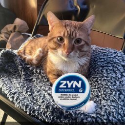 zynba's zoo Discord Server Logo