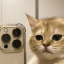 kitcord🐱 Discord Server Logo