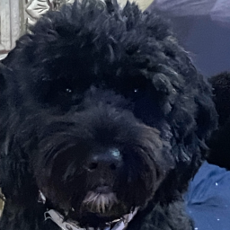 we big stupid Discord Server Logo