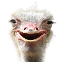 The Ostrich Lair Discord Server Logo