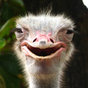 The Ostrich Lair Discord Server Logo