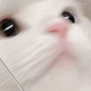 Ekitten Haven Discord Server Logo