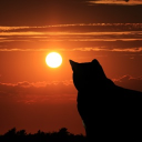Kitty’s Hub Discord Server Logo