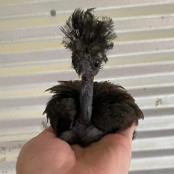 Insanity Discord Server Logo