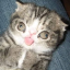 The Meme House Discord Server Logo