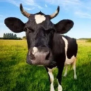 bedcord Discord Server Logo