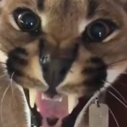 FLIPPA 😼 Discord Server Logo