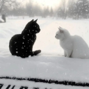 XOXO  nitro Discord Server Logo