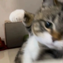 🎃 ° MEOW ° 🎃 Discord Server Logo