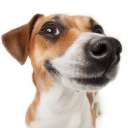 Bark bark bark Discord Server Logo