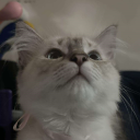 「 ✦ Cat Cafe ✦ 」 Discord Server Logo