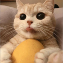 Potato Cats Discord Server Logo