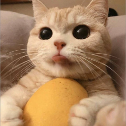 Potato Cats Discord Server Logo