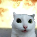 Potato Cats Discord Server Logo