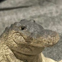 🐊~Imperio Caimanil~🐊 Discord Server Logo