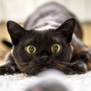Cat Discord Server Logo