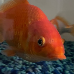 Isaac's Goldfish Pond! Discord Server Logo