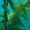 Kelp's Kingdom Discord Server Logo