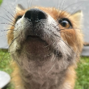 Harold The Fox Discord Server Logo