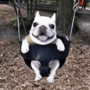 Pibble Hub Central #PHUB #PHC Discord Server Logo