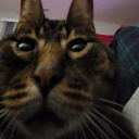 SillyCatGang Discord Server Logo