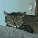 Catizon Discord Server Logo